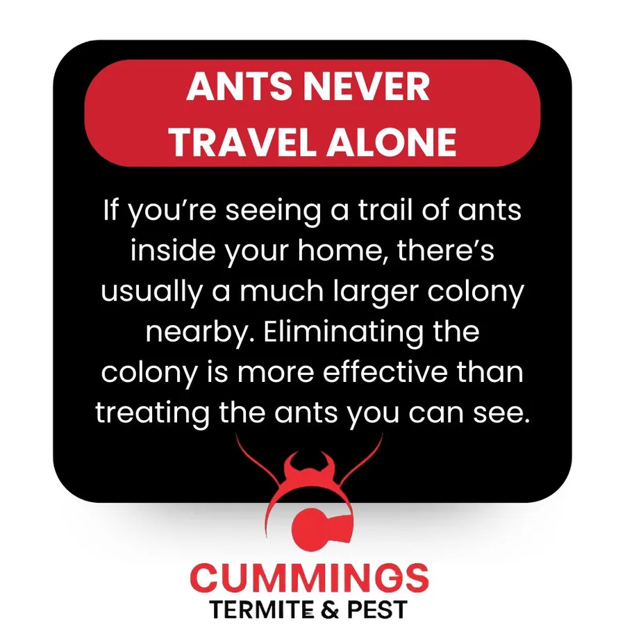 Cummings graphic explaining that visible ant trails can point to a larger nearby colony