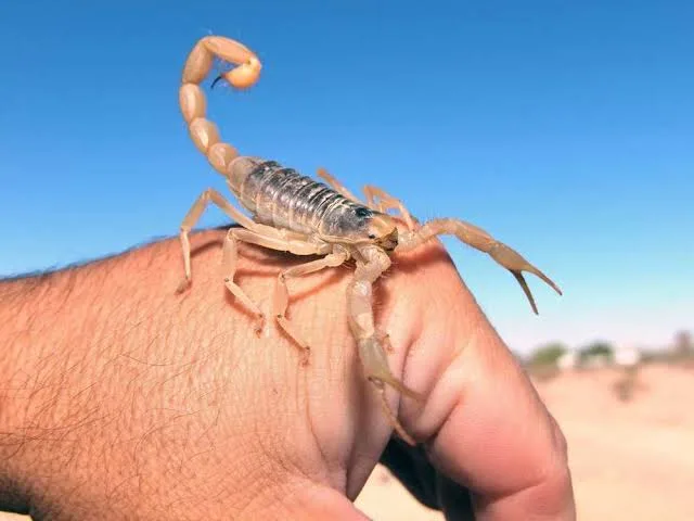 Close-up of an Arizona scorpion shared by Cummings Termite and Pest